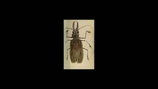 [Wikipedia] Cychrus liei
