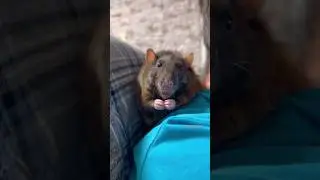 Cute Rat Duke on a Shoulder 🐭 #petrat #rat