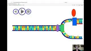 DNA Replication Narrated Animation