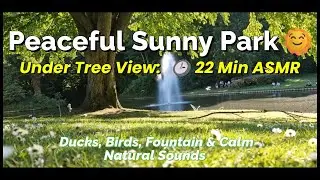 Peaceful Sunny Park 🌞🌳 Ducks, Birds, Fountain & Calm Natural Sounds | 22 Min #asmr #relaxing #love