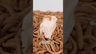 10 000 Mealworms vs. VEGAN CHEESE