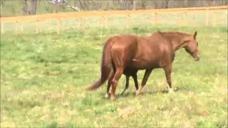 Callisto1.wmv