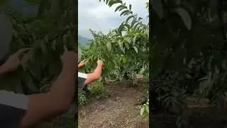 Guava Plants pruning krny ka tarika | How to prune guava tree #plants #flowers