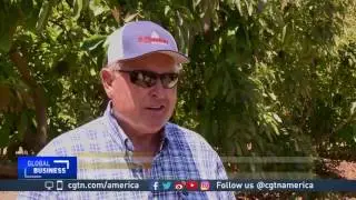 Growing avocado demand sends prices soaring