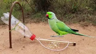 Method Unique Quick Parrot Trap Using Plastic Bottle And Wood - Simple Bird Trap That Working 100%