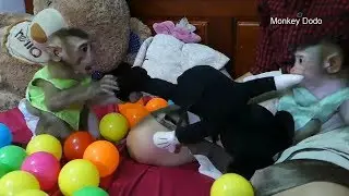 Baby Monkey Dodo |  Mori Get Better She Make Fun With Dodo While Playing Doll