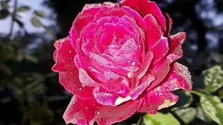 Tik tok viral video🥀 Rose's photo meyene click kiya 👍whatsapp status💖 #shot#video