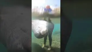 Seeing life, relationships, and emotion through a Dolphins eyes