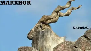 Endangered Elegance | The Markhor's Fight for Survival