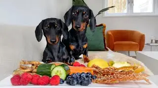 What snacks do our Dachshunds get in between?