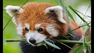 The Fascinating World of Zoological Sciences - Discovering Animal Wonders (6 Minutes)
