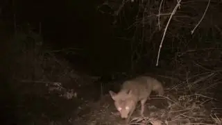 Las voces del zorro