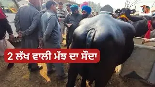 2 ਲੱਖ ਵਾਲੀ ਮੱਝ ਦਾ ਸੌਦਾ Maur Pashu Mandi #live_sauda #apnakitta #farming #dairyfarm #panjab 2026