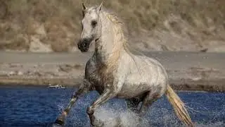 A Gorgeous Dreamhorse! Gentle Andalusian Stallion