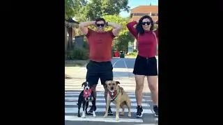 Dan&ccedil;o muito #viral #auxiliarveterinario #viagem #fypyoutube #amor #fypシ゚viral #medvet #veterinaria