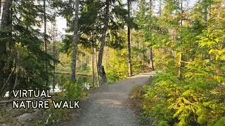 POV Forest Walk in BC, Canada | Footsteps ASMR & Nature Sounds