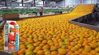 Modern Food Processing Machine - Oranges processing line Technology