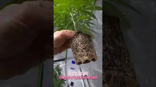 DARK ROSE - FROZINI X TURBO CRASHER 🔥🌱 #cannabiseducation #plants #roots