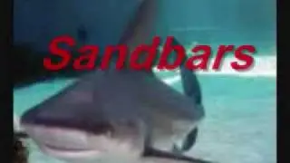 Save Our Sharks-protection needed