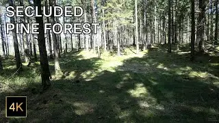 4K Nature Sounds Video - Secluded Pine Forest (With Birdsong) - 3 Hours - Relaxing / Meditation