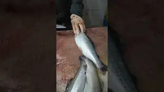Incredible Speed Fish Cutting Master &ndash; Must Watch!