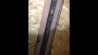 Bats in an Attic in Aiken, South Carolina