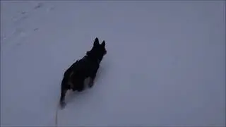 MandaMandariini Heeler 15012026 Holopainen