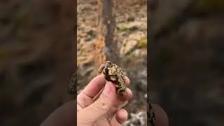 The worlds smallest&hellip;#shorts