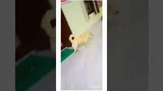 Rencho Raja junction| #dog #youtubeshorts #new #reels #ytshorts