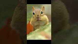 Don't even think about stealing the chipmunk's nuts! #wildlife #animals #shorts