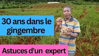 Pr&eacute;cieux conseils et astuces d'un producteur de gingembre
