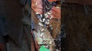 White ants Vs Black ants