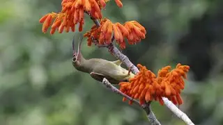 Spectacled Spiderhunter Call Sound