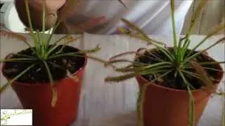 Carnivorous plant Drosera (sundew) basic care - How to grow Sundew