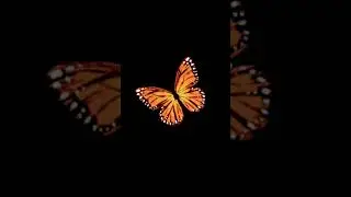 #butterfly Black Screen Background Shorts  ||  Flying Loop