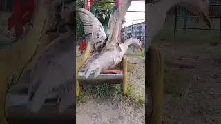 #shorts #ctto #duck #slide #meta #beast #pro #fly #cool #best