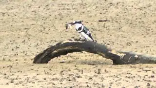Pied Kingfisher (Ceryle rudis) whacking fish in KwaZulu-Natal