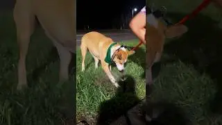 Dog chasing the moving Water- sprinklers #funnydogs -#doglife -#pets #petsonyoutube