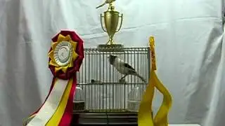 American singer Canary Canada cup winner