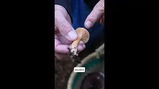 Candy Caps Tricksters with Paul Stamets