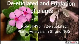 De-etiolation and Etiolation of Plants and role of HY5 in De-etiolated plant- Analysis in Strand NGS