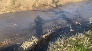 Pullman, WA: &ldquo;Paradise Creek&rdquo; at BANKFULL! No More Rain For A While Spells Just Shy of Flooding!!