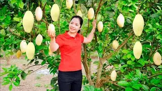 30 Hari Pemanenan Mangga, Labu kuning Dan Dijual di Pasar, Tips Memasak yang Baik, Happy Harvest