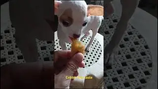 cobby liked the taste of fork shanghai#shorts#chihuahua#dog#puppy#cute#short