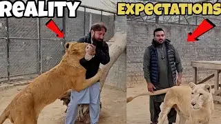 Expectations And Reality off Lions 🦁 😲