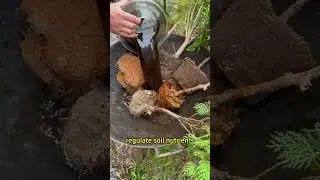 Boost seedling roots & prevent fungal diseases #garden #gardening #planting