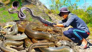 Catching a Wild Snake and Big Snails in the Mud!