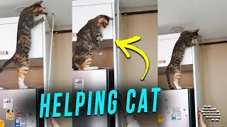 Cat Helping Owner to Hold the Meter on the Top of the Counter