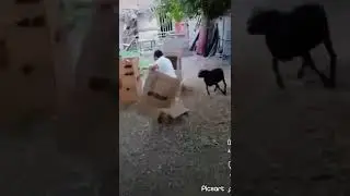 Funny goat attacking people|How to stop an angry ram attack