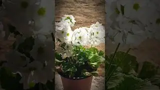 White Primula: Timeless Beauty